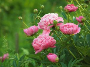 Lire la suite à propos de l’article Comment faire pousser une pivoine qui dure 70 ans