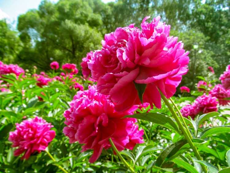 You are currently viewing Pivoines pour le soleil ou l'ombre : les meilleures variétés de pivoines pour les jardins ensoleillés et ombragés