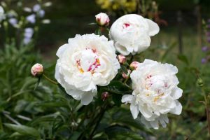 Lire la suite à propos de l’article Variétés de pivoines blanches : planter des pivoines blanches dans le jardin