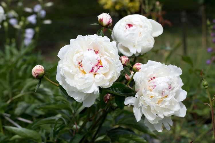 Pivoines blanches dans le jardin