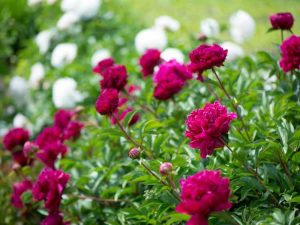 Lire la suite à propos de l’article Comment fertiliser les pivoines pour une meilleure floraison