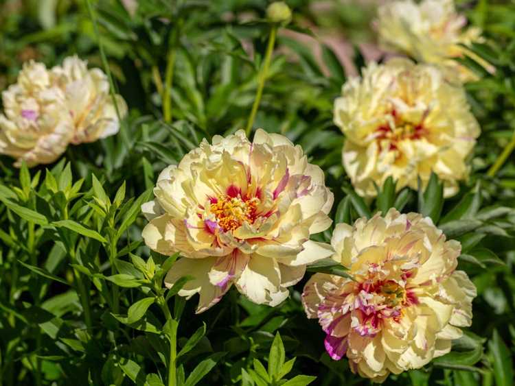 You are currently viewing Types de pivoines Itoh – Conseils pour cultiver des pivoines hybrides dans le jardin