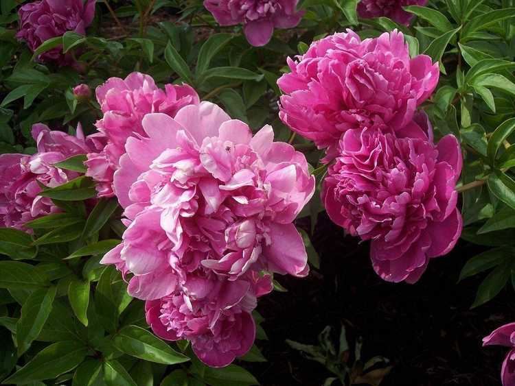 You are currently viewing Diviser les plantes de pivoines – Conseils sur la façon de propager les pivoines