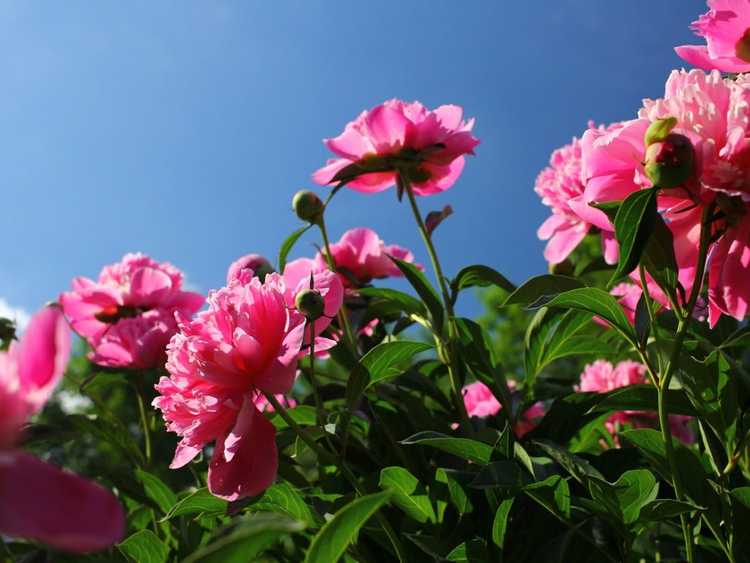 You are currently viewing Soins des pivoines par temps chaud – Cultiver une pivoine par temps chaud