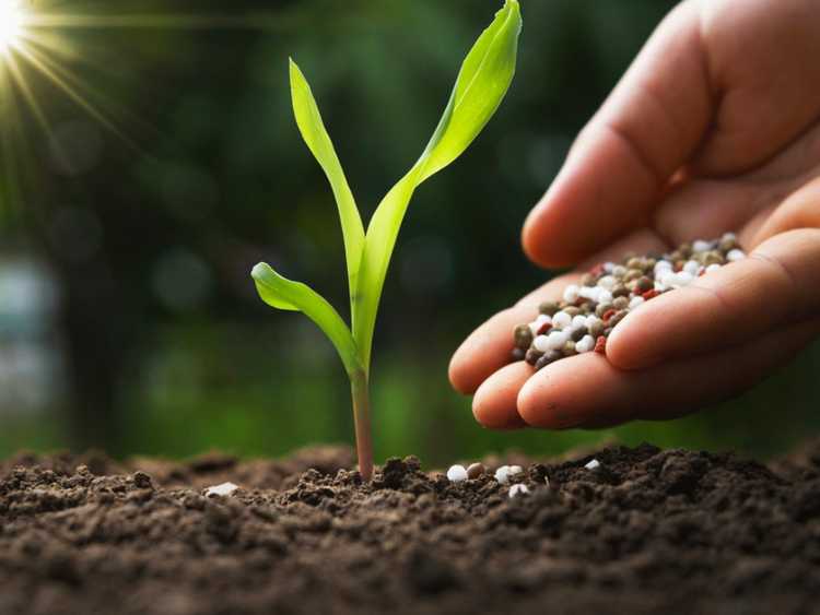 You are currently viewing Trop d'engrais sur les plantes : gérer les brûlures d'engrais dans les jardins