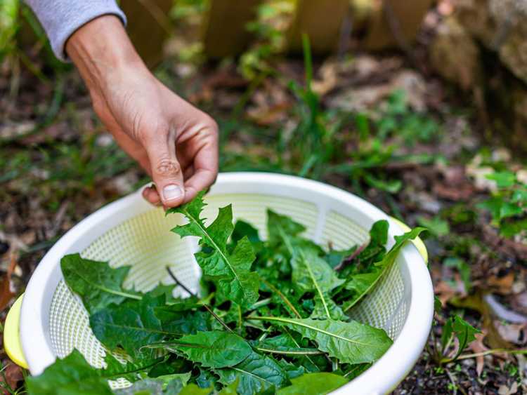 Lire la suite à propos de l’article Native Garden Foods – Cultiver un jardin indigène comestible