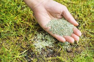 Lire la suite à propos de l’article Comment semer une pelouse : conseils pour semer une pelouse