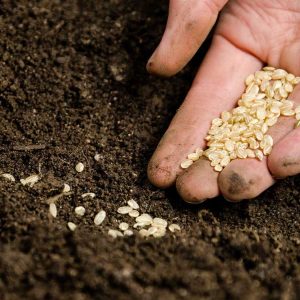 Lire la suite à propos de l’article Informations sur les semences biologiques : Utilisation de graines de jardin biologiques