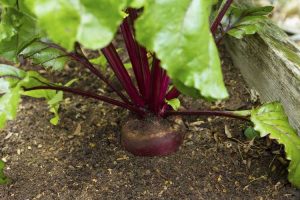 Lire la suite à propos de l’article Fertiliser les plants de betteraves : découvrez quand et comment fertiliser les betteraves