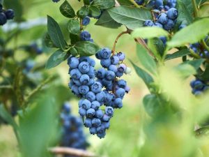 Lire la suite à propos de l’article Préparation du sol pour les plants de bleuets : pH du sol inférieur pour les bleuets