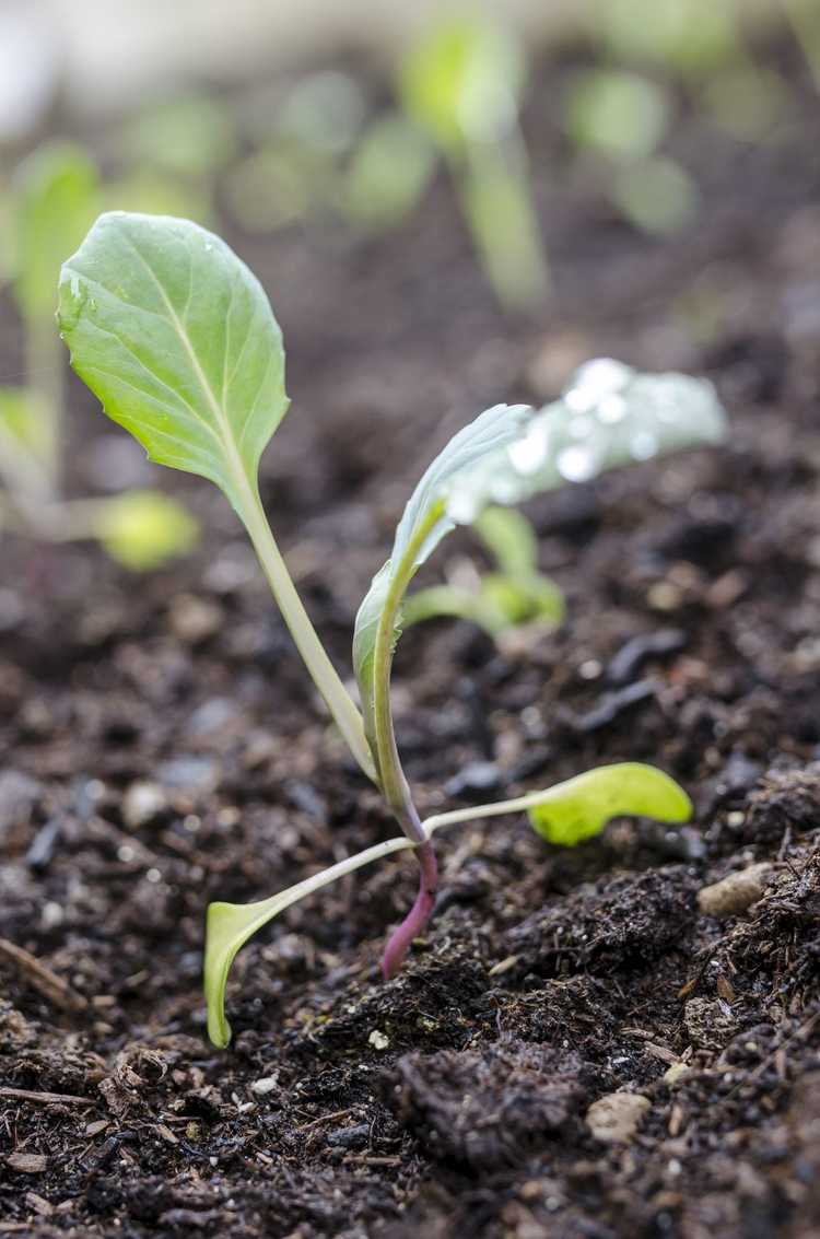 You are currently viewing Propagation des graines de chou-rave : apprenez à planter des graines de chou-rave