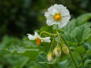 Lire la suite à propos de l’article Floraison des plants de pommes de terre : mes fleurs de pommes de terre transformées en tomates