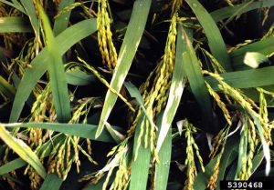 Lire la suite à propos de l’article Lutte contre la brûlure bactérienne des feuilles du riz : traiter le riz atteint de la brûlure bactérienne des feuilles