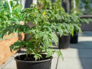 Lire la suite à propos de l’article Petite feuille de tomate – Informations sur le syndrome de la petite feuille de tomate