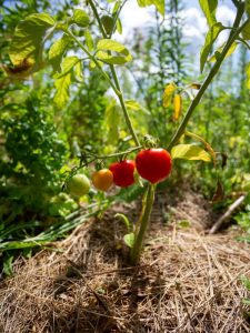 Lire la suite à propos de l’article Paillage des plants de tomates : quel est le meilleur paillis pour les tomates ?
