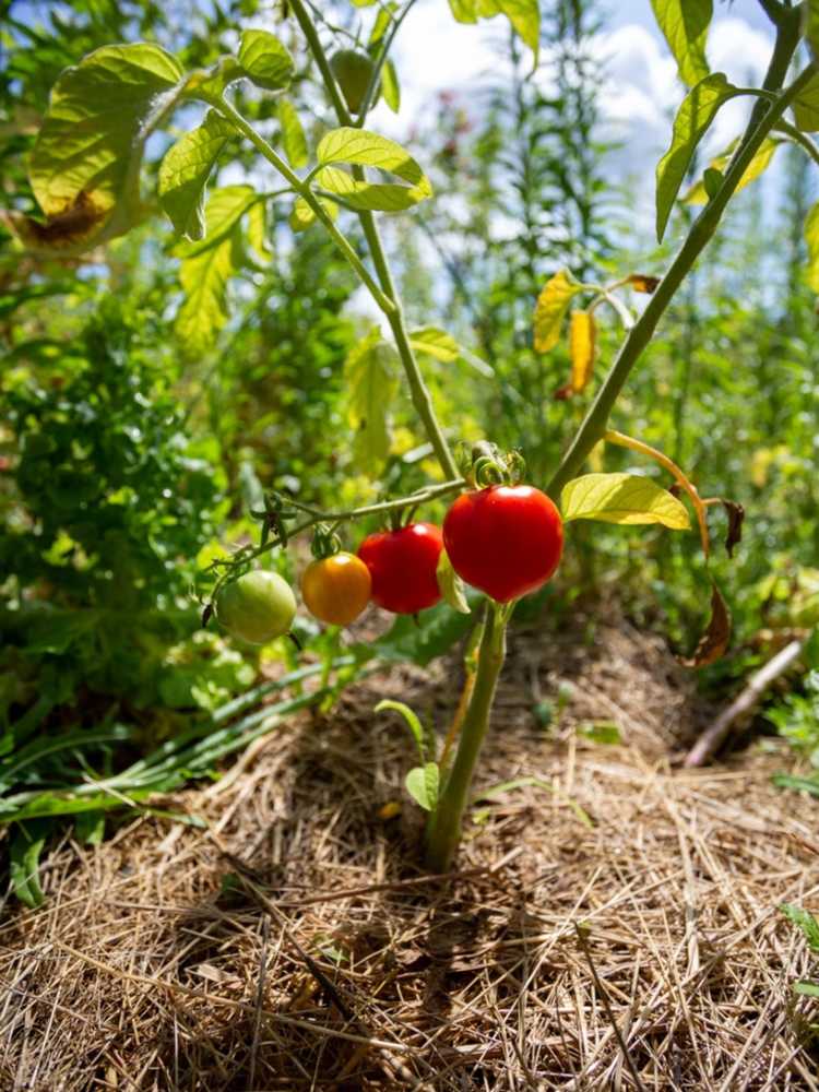 You are currently viewing Paillage des plants de tomates : quel est le meilleur paillis pour les tomates ?