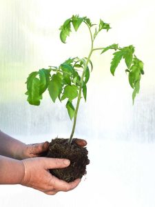 Lire la suite à propos de l’article Informations sur les tomates Alternaria – En savoir plus sur la tache clouée des tomates