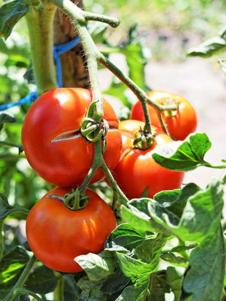 You are currently viewing Jardin du régime méditerranéen – Cultivez vos propres aliments du régime méditerranéen