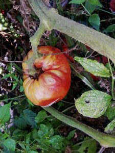 Lire la suite à propos de l’article Virus de la tache annulaire de la tomate – Que faire contre la tache annulaire de la tomate sur les plantes