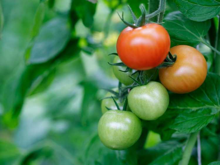 You are currently viewing Gonflement des tomates : pourquoi les tomates sont creuses à l'intérieur