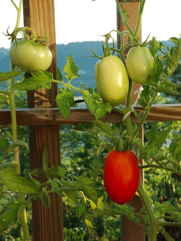 You are currently viewing Tomates déterminées et indéterminées : comment distinguer une tomate déterminée d'une tomate indéterminée