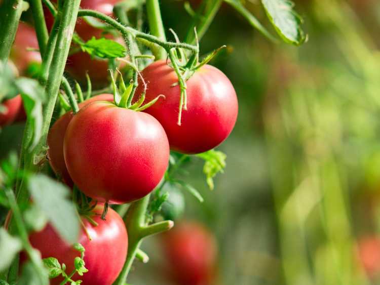 You are currently viewing Tolérance à la température des tomates : meilleure température de croissance pour les tomates