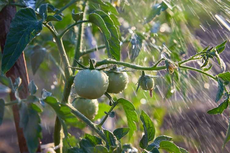 You are currently viewing Arroser les plants de tomates – De quelle quantité d’eau les plants de tomates ont-ils besoin