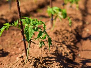 Lire la suite à propos de l’article Espacement des plants de tomates : comment espacer les plants de tomates