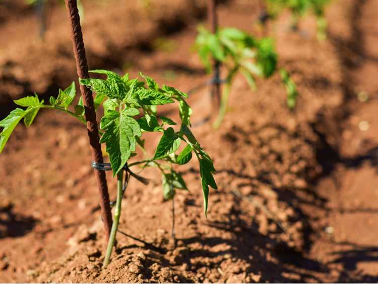 You are currently viewing Espacement des plants de tomates : comment espacer les plants de tomates