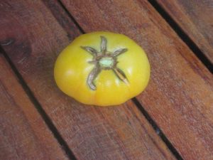 Lire la suite à propos de l’article Entretien des tomates pêches de jardin – Comment faire pousser un plant de tomates pêches de jardin