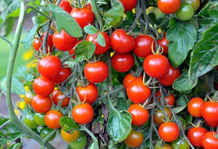 You are currently viewing Cultiver des tomates cerises – Planter et cueillir des tomates cerises