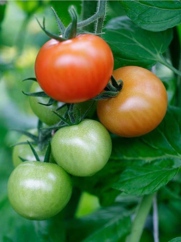 You are currently viewing Plants de tomates à l'ombre : cultiver des tomates à l'ombre