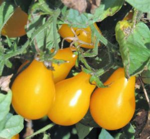 Lire la suite à propos de l’article Informations sur les tomates poires jaunes – Conseils sur l'entretien des tomates poires jaunes