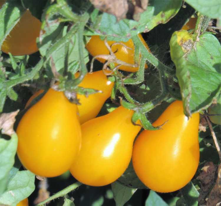 You are currently viewing Informations sur les tomates poires jaunes – Conseils sur l'entretien des tomates poires jaunes