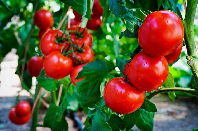Lire la suite à propos de l’article Exigences de lumière pour les tomates – De quelle quantité de soleil les plants de tomates ont-ils besoin