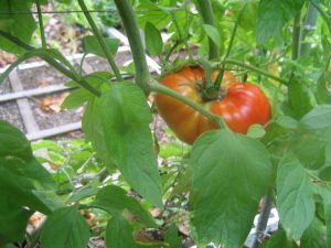 Lire la suite à propos de l’article Informations sur les tomates Beefmaster : Comment faire pousser des plantes Beefmaster