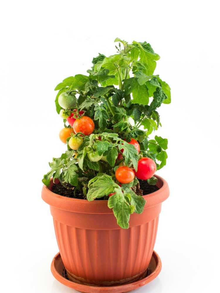 You are currently viewing Culture de tomates cerises en intérieur – Conseils pour les tomates cerises en intérieur