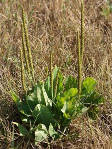 Lire la suite à propos de l’article Contrôle du plantain – Comment éliminer les mauvaises herbes plantain de votre pelouse