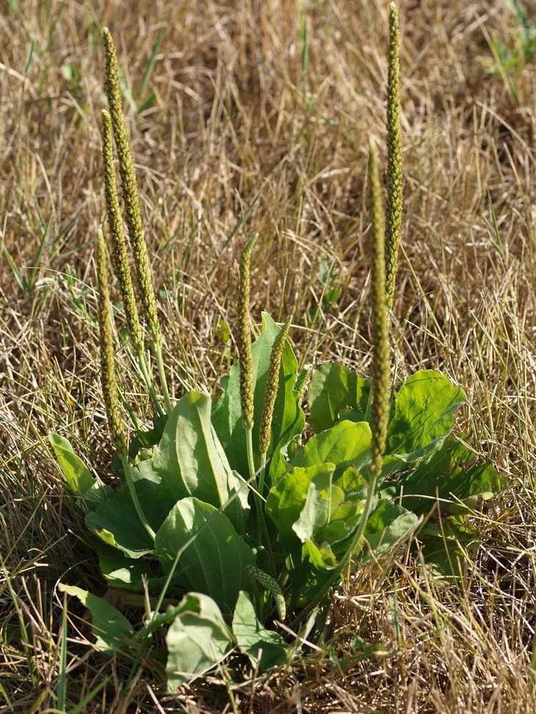 You are currently viewing Contrôle du plantain – Comment éliminer les mauvaises herbes plantain de votre pelouse