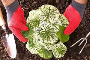Lire la suite à propos de l’article Planter des caladiums – Quand planter des bulbes de caladium