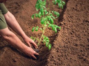 Lire la suite à propos de l’article Pourquoi planter des tomates en tranchées est la meilleure façon de cultiver