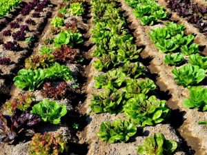 Lire la suite à propos de l’article Plantation successive de légumes : comment utiliser la plantation successive dans le jardin