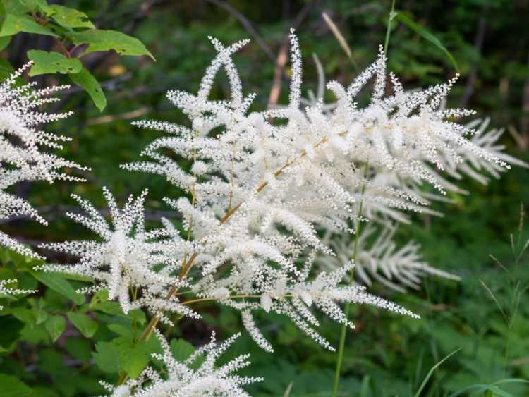 You are currently viewing Informations sur la plante de la barbe de chèvre : Comment prendre soin de la barbe de chèvre dans les jardins