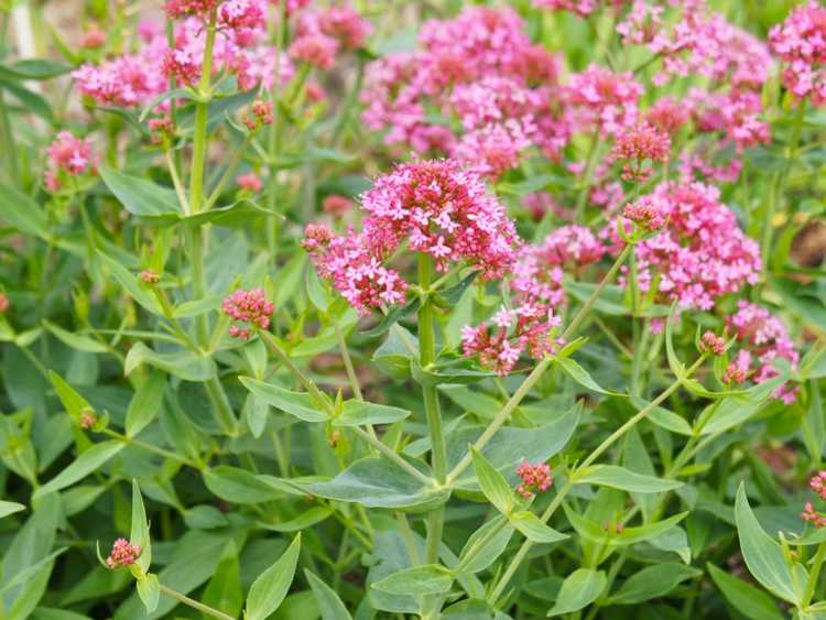 You are currently viewing Entretien des plantes à barbe de Jupiter – Conseils sur la culture et l'entretien de la valériane rouge