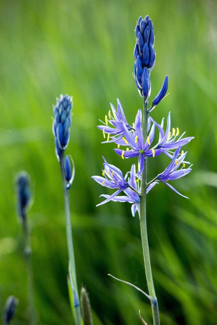 You are currently viewing Culture de bulbes de lys Camassia: informations sur l'entretien des plantes Camas