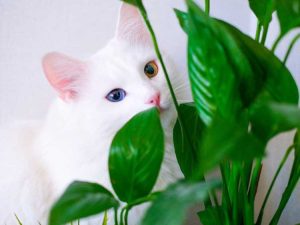 Lire la suite à propos de l’article Peace Lily et chats: découvrez la toxicité des plantes de Peace Lily
