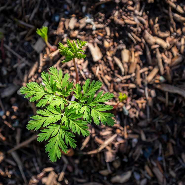 Lire la suite à propos de l’article Plantes à cœur saignant dormant – Comment planter un cœur saignant à racines nues