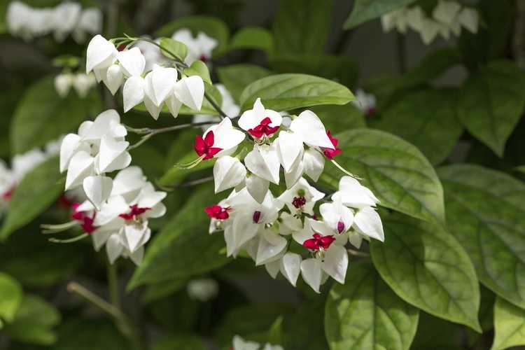 Lire la suite à propos de l’article Clerodendrum Bleeding Heart Care: Comment faire pousser des vignes à cœur saignant