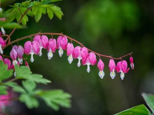 Lire la suite à propos de l’article Cœur saignant qui ne fleurit pas : comment faire fleurir un cœur qui saigne