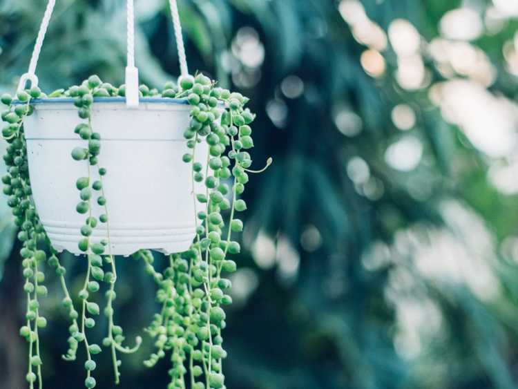 You are currently viewing Entretien du collier de perles : comment faire pousser une plante d'intérieur avec un collier de perles
